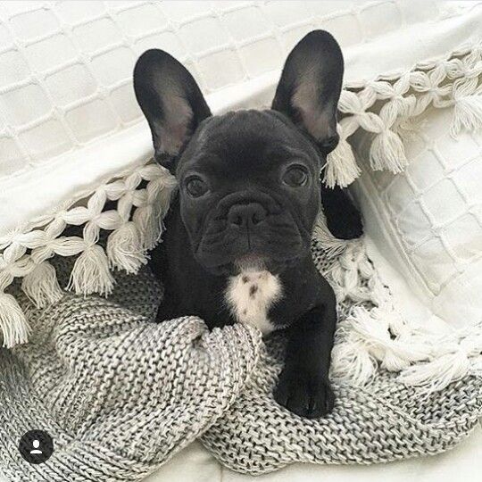 Gratis  adoráveis ??fantásticos animais Bulldog Francês para adoção livre