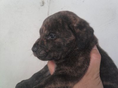 cachorros fila são miguel