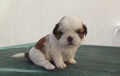 shih tzu