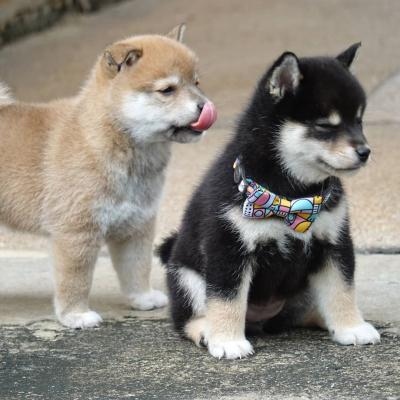 Shiba Inu Puppies