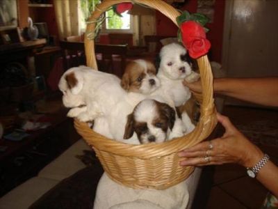 Lhasa apso, os cães grandes