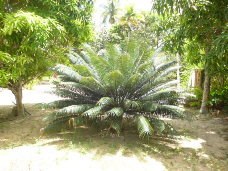 Imóvel em Goiana/Pernambuco/Brasil para investidor inteligente