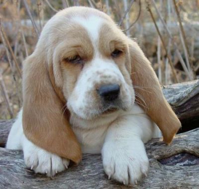 Basset hound filhote de bonito