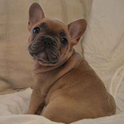 Buldogue francês fêmea e macho,