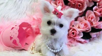 inteligente do sexo feminino maltese cachorrinho agora disponível.