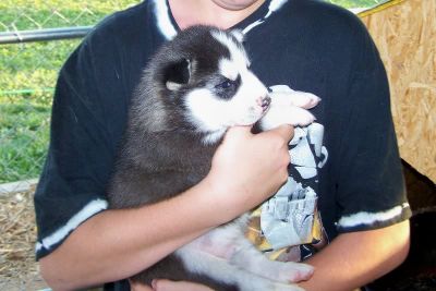 Bela Husky Siberiano Puppies-apenas 2 esquerda