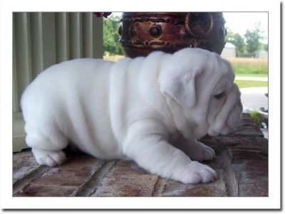 Süße Englisch Bulldogge Welpen zum Verkauf