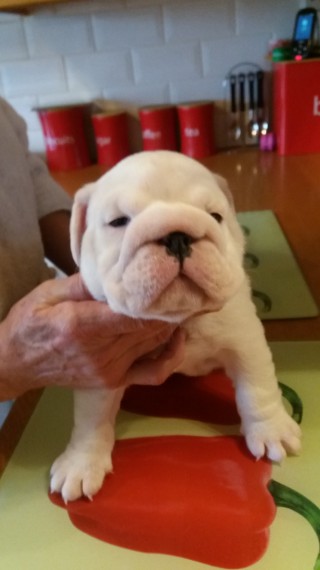 Bulldog Inglês cachorros