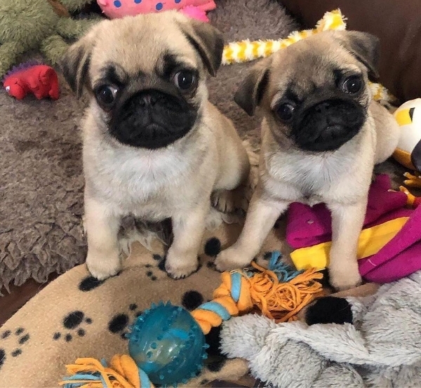 Adorables cachorros Pugs que necesitan hogares amorosos.