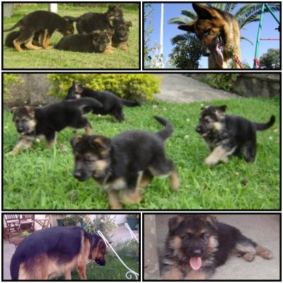 PASTOR ALEMAO DE QUALIDADE - 967888237