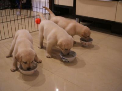 labradores  - 967888237- ja com 2 vacinas e pedigge 