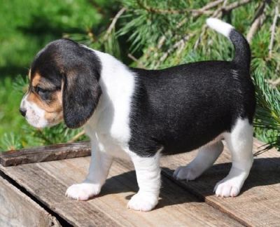 Beagle filhotes de raça pura