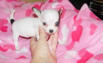 Chihuahua macho e fêmeas com LOP