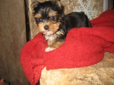 masculino e feminino yorkshire terrier filhotes disponíveis.