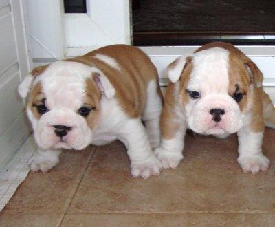 Lovely Inglês bulldog cachorros para adopção