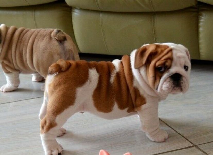 Excelente ninhada de Bulldog Inglês.