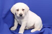 Olá Eu tenho alguns filhotes de cachorro labrador retriever