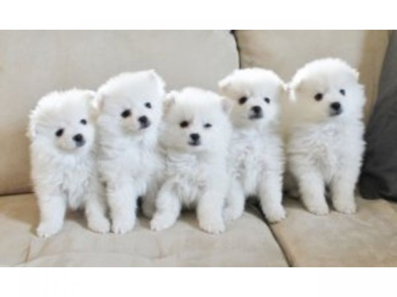 Filhotes de Pomerânia com xícaras de chá impressionantes e potty treinados