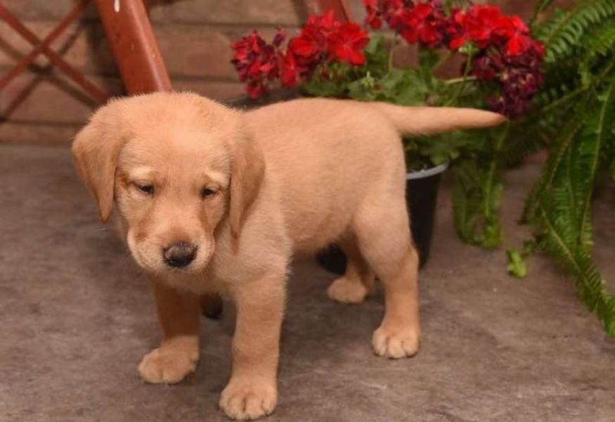 Filhotes de labrador adoráveis