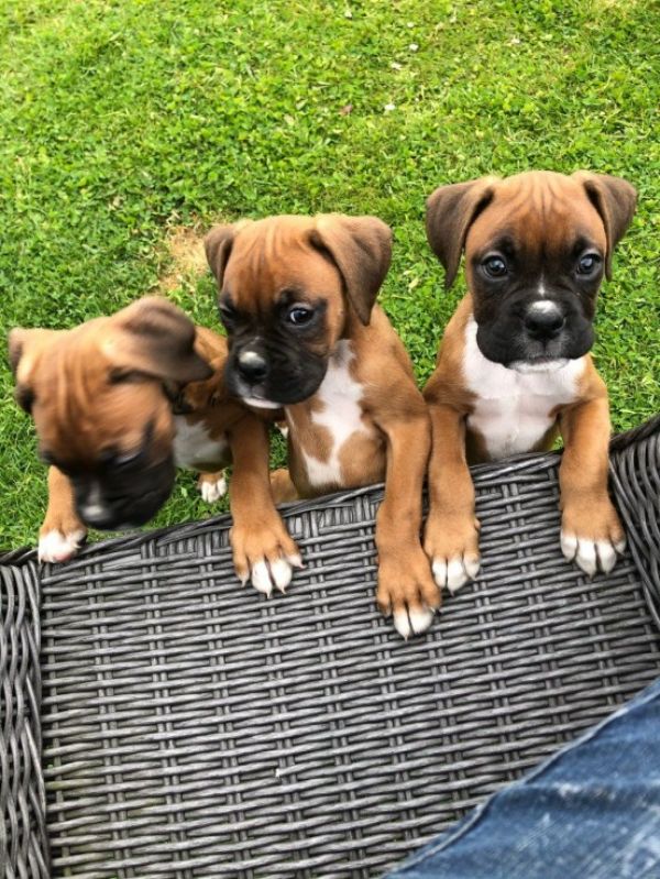 Cachorros Boxer Este cachorrinho é ótimo com crianças e adora carinho e carinho humano. Ele é muito 