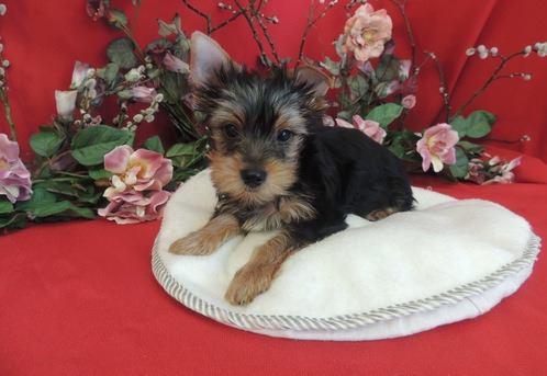 Filhotes yorkshire terrier