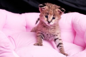 Savannah kittens for adoption.