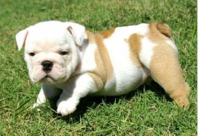 Akc inglês bulldog cachorros pronto para partir