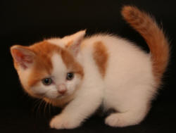 Lovely britânico shorthair gatinhos para adopção