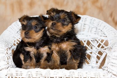 macho e fêmea Yorkshire terrier filhotes para adoção