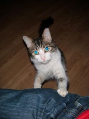 Romeu VIII para adopcao