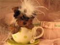 Pouco do copo de chá Yorkie cachorros para adopção.