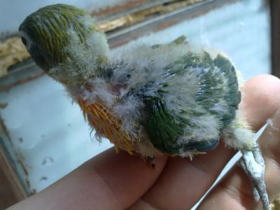 Agapórnis bébés para acabar de criar a mão