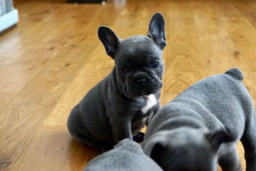 Filhotes de Bulldog Francês de raça pura disponíveis.