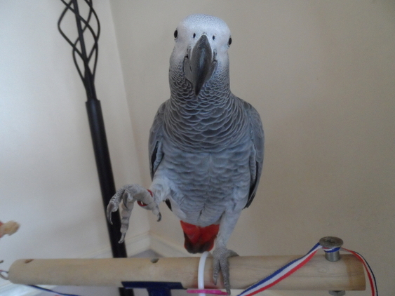 Corte africano cinzento papagaios