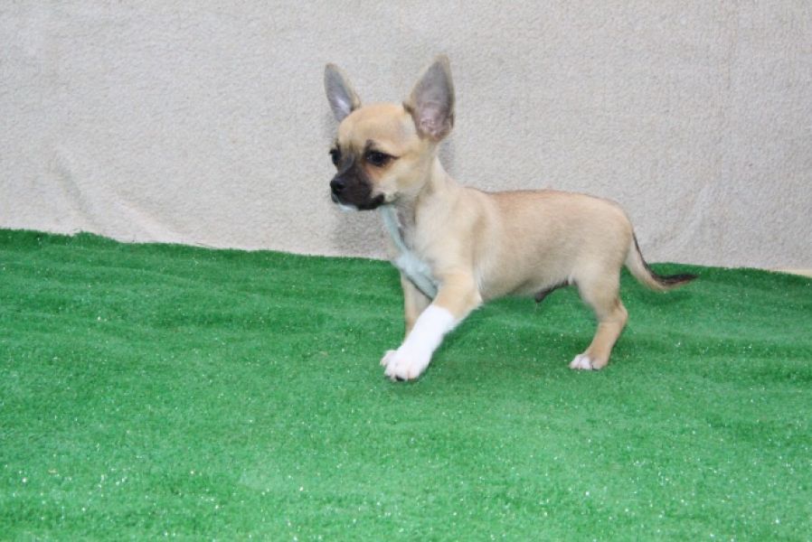 Chihuahua  de pelo curto macho
