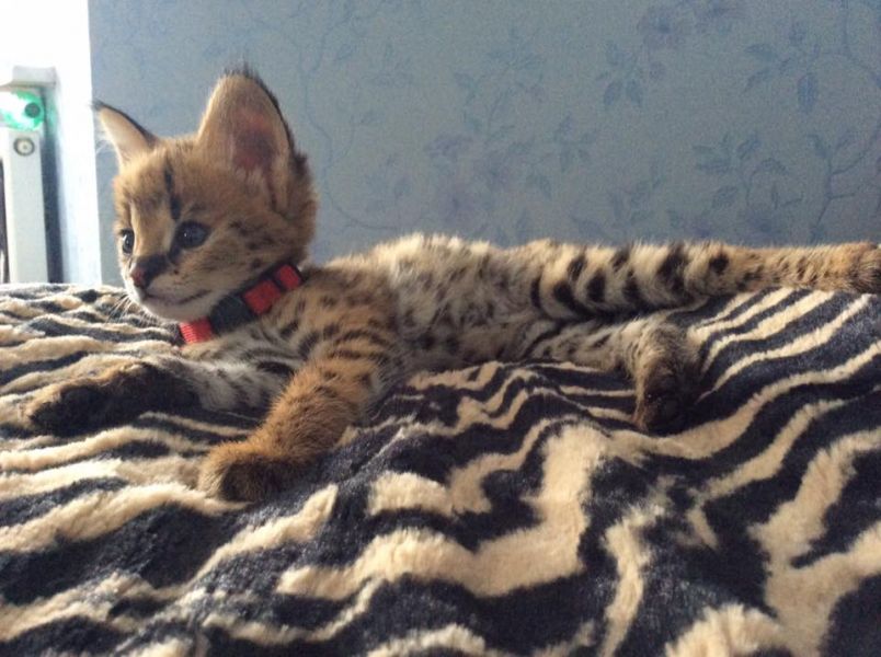  Disponível F1, F2 Savannah e Serval, Caracal e gatinhos Ocelot