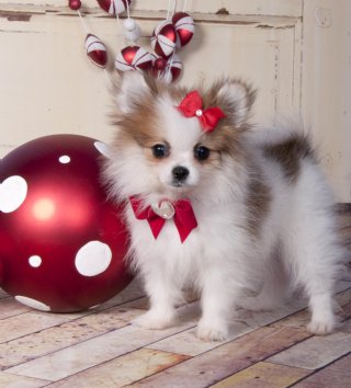 Pomeranian cachorros para adoção