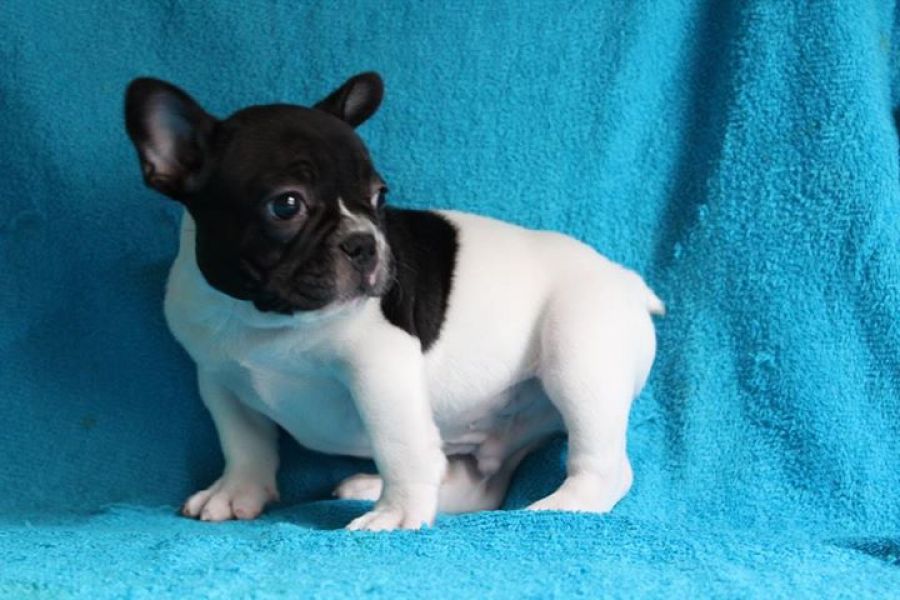 Filhotes de buldogue francês