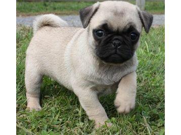 Pug filhotes para boas casas