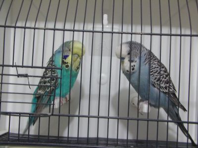 Por desistência de criação Vendo 3 Casais Periquitos Inglese