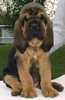 Bloodhound filhotes disponíveis para adoção.