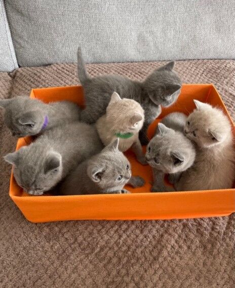A bela garota British Blue da nossa família Bella teve uma ninhada de 7 gatinhos robustos,