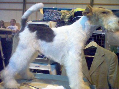 Cabeleireira de Animais - tosquia, banho, stripping...