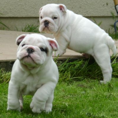 Inglês bulldog filhotes para adoção