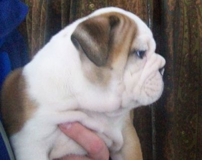 Inglês bulldog cuties adoção livre para o contato para mais informações