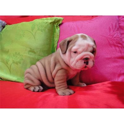 Bulldog Inglês filhotes a partir do conteúdo topo