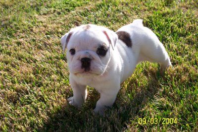 doce Inglês bulldog filhotes para venda