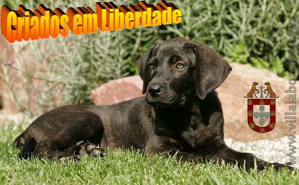 Cachorros Castro Laboreiro de Eleição - Rusticidade Carácter e Nobreza