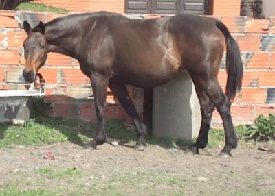 Cavalo - vendo fantástica égua de cria cheia, Sela Francês, 1.70m (linhagem de topo)
