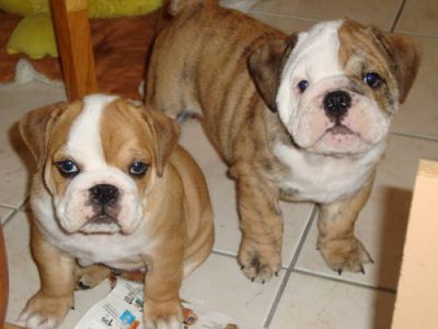 Adorável masculino e feminino Inglês bull dog filhotes prontos para adoção